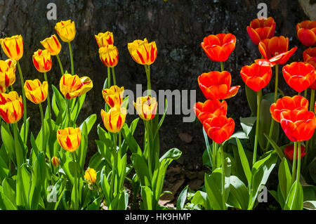 Different blooming Tulips (lat. Tulipa) at Island Mainau, the 'Island of flowers' at Lake Constance Stock Photo