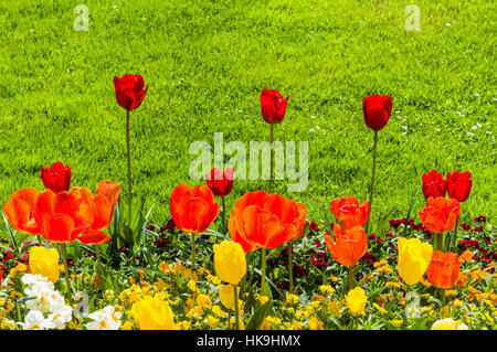 Different blooming Tulips (lat. Tulipa) at Island Mainau, the 'Island of flowers' at Lake Constance Stock Photo