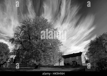 Autumn, November, October, Chestnut Tree, Duddington village, Northamptonshire, England, Britain, UK Stock Photo