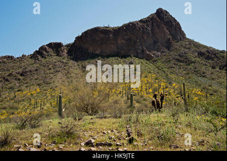 Picacho Peak in the background with a hillside covered with flowering daisies and Saguaro Cactus. Saguaro Cactus are seen onPeak Stock Photo