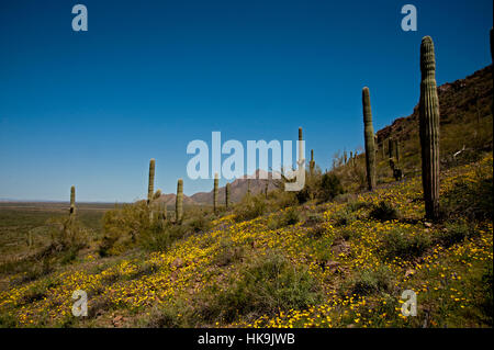 Picacho Peak Saguaro Hill side Stock Photo