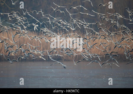Black-headed gulls, Chroicocephalus ridibundus, Group in flight, Greater London, January 2017 Stock Photo