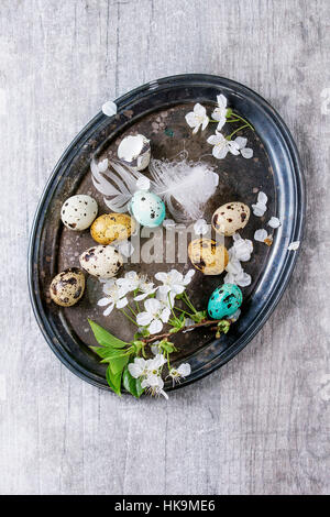 Decor colorful Easter quail eggs with spring cherry flowers, moss and bird feather on vintage metal tray over gray texture background. Top view with c Stock Photo