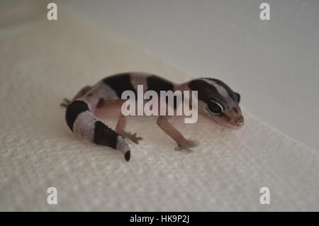 Striped Oreo African Fat Tailed Gecko (Hemitheconyx caudicinctus) Stock Photo