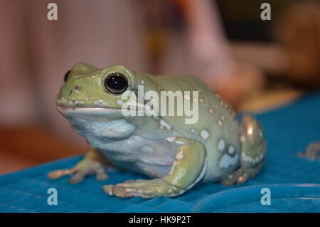 Whites Tree Frog Stock Photo