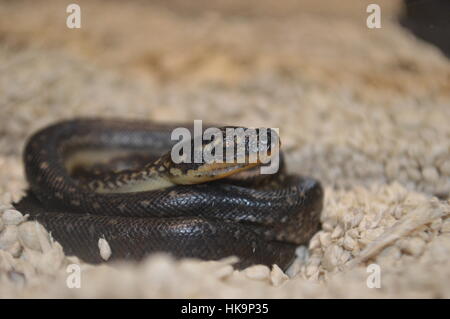 Diamond Python Stock Photo