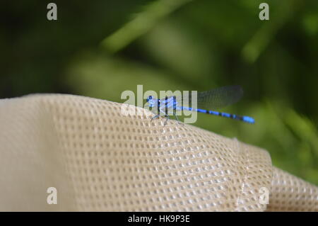 Blue Damsel Fly Stock Photo