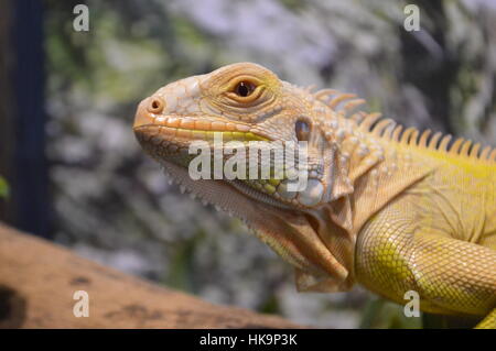 Albino Green Iguana (Iguana iguana) Stock Photo