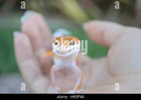 Super Hypo Tangerine Carrot Tail Baldy Leopard Gecko (SHTCTB, Eublepharis macularis)