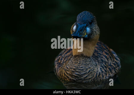 African White-Backed Duck at Slimbridge Stock Photo
