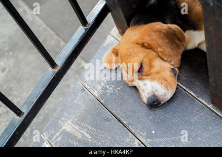 Sleeping dog with red swelling eyelid lining and eyes closed. Stock Photo