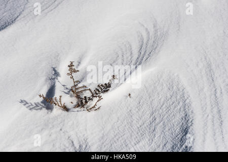 Bracken in wind blown snow Stock Photo