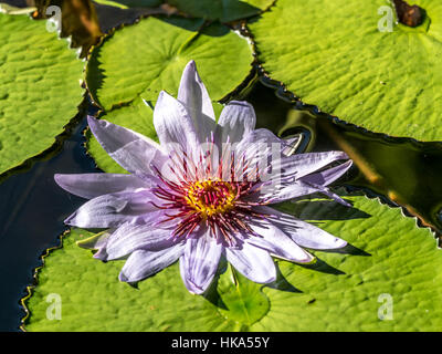 Nymphaeaceae is a family of flowering plants. Members of this family are commonly called water lilies and live as rhizomatous aquatic herbs in tempera Stock Photo
