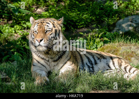 An Amur Tiger (Panthera tigris altaica) is lying in the forest