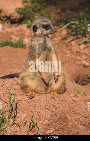 A Meerkat (Suricata suricatta) is sitting on the ground, watching out Stock Photo
