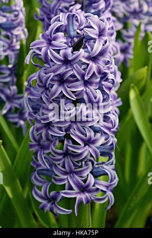 Blue Jacket, Hyacinth (Hyacinthus orientalis), Park Keukenhof, Holland Stock Photo