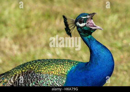 A Indian Peacock (Pavo cristatus) is screaming with the beak wide open Stock Photo