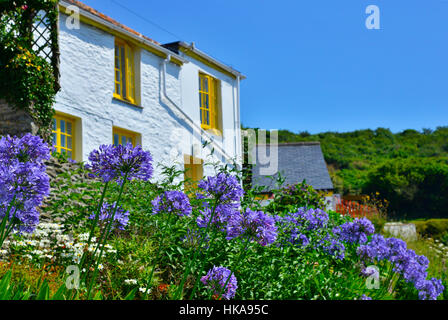 Agapanthus flowering in front of whitewashed cottage on sunny day in the fishing village of Portloe, Roseland Peninsula,Cornwall, UK Stock Photo