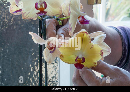 Dead heading a Cymbidium orchid Stock Photo