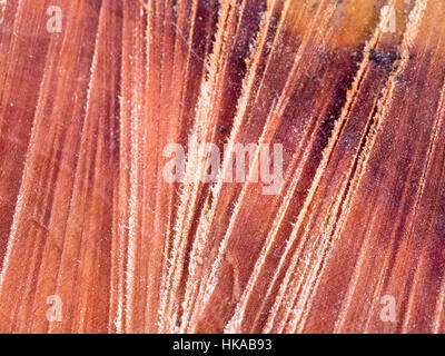 wood grain on a frosty morning on a cut down tree stump Stock Photo