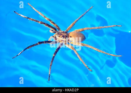 Giant Amazon Fishing Spider, male floating on water (Ancylometes Bogotensis) Stock Photo