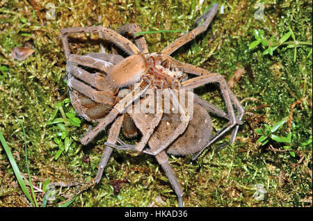 Male fishing spider might offer himself as snack to females to help  offspring