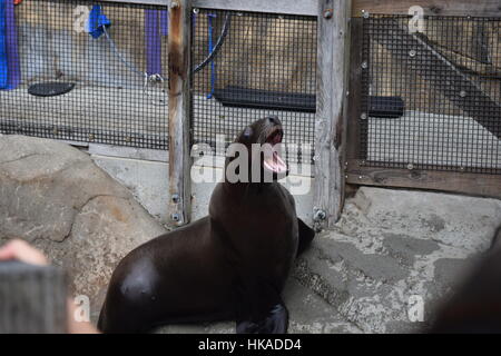 A sea lion vocalizes at the Vancouver Aquarium. Stock Photo