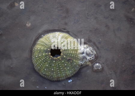 A dead sea urchin on a beach in New Brunswick. Stock Photo