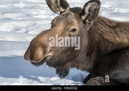 Portrait of a female moose 2, Yukon Wildlife Preserve, Whitehorse, Yukon Territory Stock Photo
