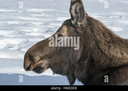 Portrait of a female moose, Yukon Wildlife Preserve, Whitehorse, Yukon Territory Stock Photo