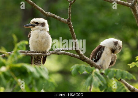 Parent and fledgling Kookaburras resting on a branch Southern Highlands New South Wales Australia (NB - camera focus on the parent). Laughing Kookabur Stock Photo