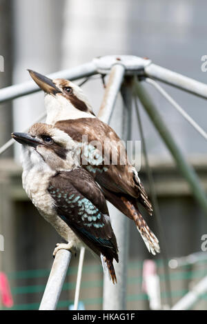 Parent and fledgling Kookaburras sitting on a Hills Hoist (clothes line) Sydney New South Wales Australia Stock Photo