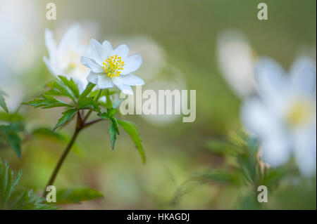 Close-up image of the delicate, spring flowering wood anemone also known as  Anemone nemorosa, thimbleweed and windflower Stock Photo