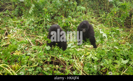 Two young gorillas playing in the forest Stock Photo