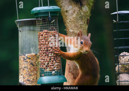 Red squirrel on a garden bird feeder full of peanuts Stock Photo