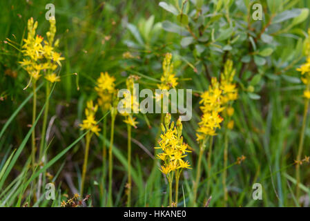 Bog Asphodel, Narthecium ossifragum, wildflower, Fleet Valley, Dumfries & Galloway, Scotland Stock Photo