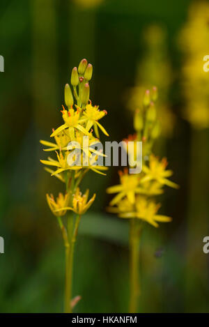 Bog Asphodel, Narthecium ossifragum, wildflower, Fleet Valley, Dumfries & Galloway, Scotland Stock Photo