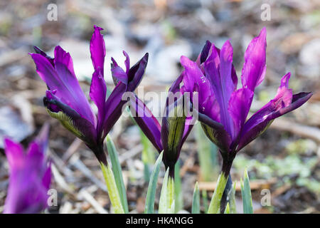 Purple winter flowers of the dwarf reticulata type iris, Iris histrioides 'George' Stock Photo