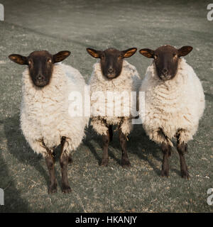 Three inquisitive sheep looking at camera. Eyes staring. Monochromatic image. Taken in Peak District, Derbyshire, UK. Stock Photo