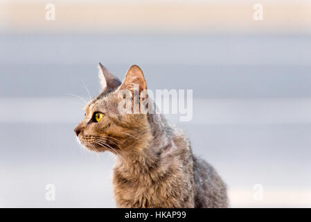 Saudi arabia , Jeddah city , obhor Stock Photo