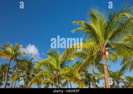 TOPS OF PALM TREES MATHESON HAMMOCK COUNTY PARK MIAMI FLORIDA USA Stock Photo