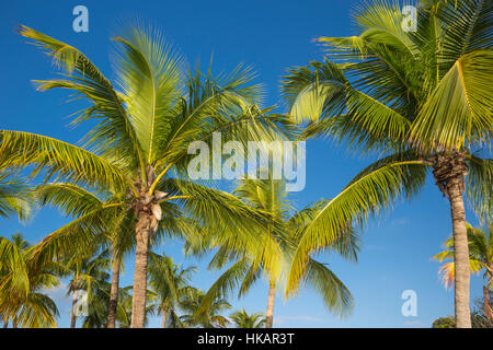 TOPS OF PALM TREES MATHESON HAMMOCK COUNTY PARK MIAMI FLORIDA USA Stock Photo