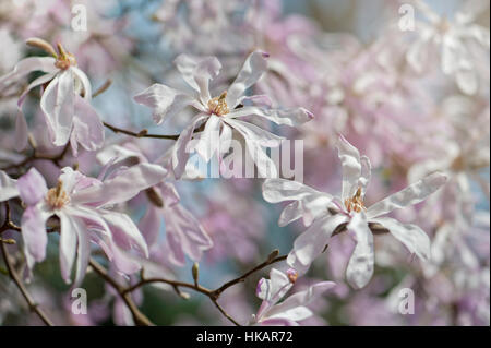 The beautiful spring pink and white flowers of Magnolia stellata also known as the star magnolia, image taken against a blue sky Stock Photo