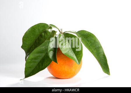 Freshly picked organically grown Florida orange has a stem with leaves attached to it.