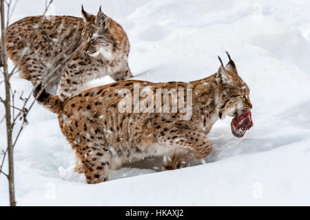 Two Eurasian lynxes (Lynx lynx) running in the snow in winter with meat of prey in mouth Stock Photo