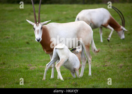 A young scimitar-horned oryx calf suckling from Mother Stock Photo