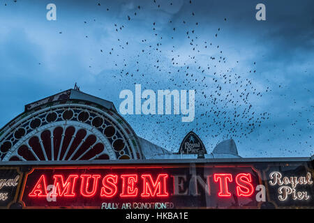 Aberystwyth Wales UK, Friday   27 January 2017   UK Weather: Starling Murmurations in Aberystwyth - In a grey overcast sky, thousands of tiny starlings return from their daytime feeding grounds to roost overnight for safety and warmth on the forest of cast iron legs underneath the town’s Victorian seaside pier on the  west Wales coast of Cardigan Bay, UK   Although apparently  plentiful in Aberystwyth (one of the few urban starling  roosts in the UK), the birds are in the Royal Society for the Protection of Bird's ‘red list’ of at risk species Credit: keith morris/Alamy Live News Stock Photo