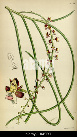 Cleisostoma filiforme (as Sarcanthus filiformis)   Curtis' 78 (Ser. 3 no. 8) pl. 4639 (1852) Stock Photo