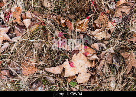 White-tailed deer blood trail Stock Photo