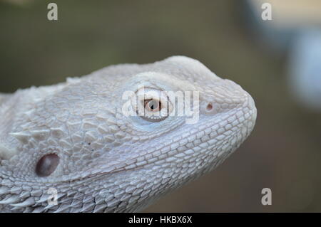 zero bearded dragon  zero bearded dragon